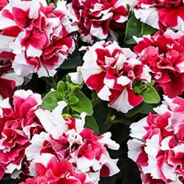 Double Red White Petunia  flowers seeds,50 seeds  #ABG14