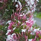 5 seeds Queen Night Jasmine Seeds Rare Tropical,great for gardening   #ABG14