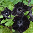 50 Flowers Seeds Black Petunia Annual,great for gardening   #ABG14