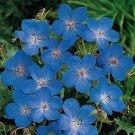blue Geranium  Perennial Flower Seed Bloom,25 fowers seeds  #ABG14