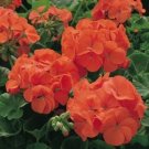 geranium orange flowers seeds,25 seeds   #ABG14