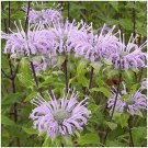 flowers seeds wild bergamot Native Wildflower  300 seeds,easy to grow  #ABG13