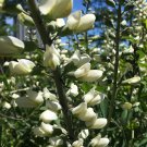 50 flowers seeds white wild indigo Wildflower Perennial .easy to grow #ABG13