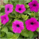 wild petunia violacea flowers seeds,2000 seeds   #ABG13