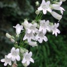 foxglove beartongue flowers 300 seeds,easy to grow   #ABG13
