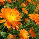 1 oz english marigold Ornamental Culinary Medicinal,easy to grow  #ABG13