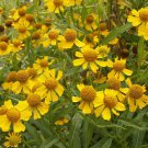 500 seeds autumn sneezeweed  Native Wildflower , easy to grow  #ABG13