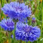 dwarf blue bachelor button cornflowers 500 seeds,easy to grow  #ABG13