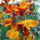 flowers seeds english wallflowers 300 seeds,great for gardening   #ABG13