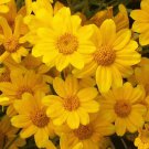 flowers seeds oregon sunshine wooley Native Wildflower Drought 200 seeds,easy to grow   #ABG13