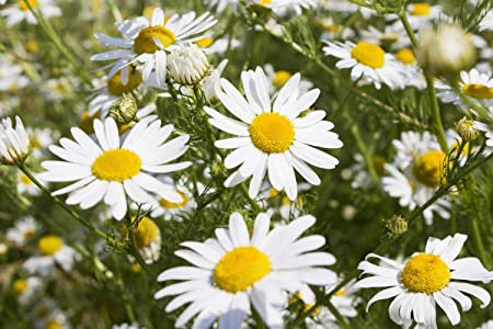 commom german chamomile flowers seeds 2000 seeds, easy to grow  #ABG13