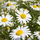 commom german chamomile flowers seeds 2000 seeds, easy to grow  #ABG13