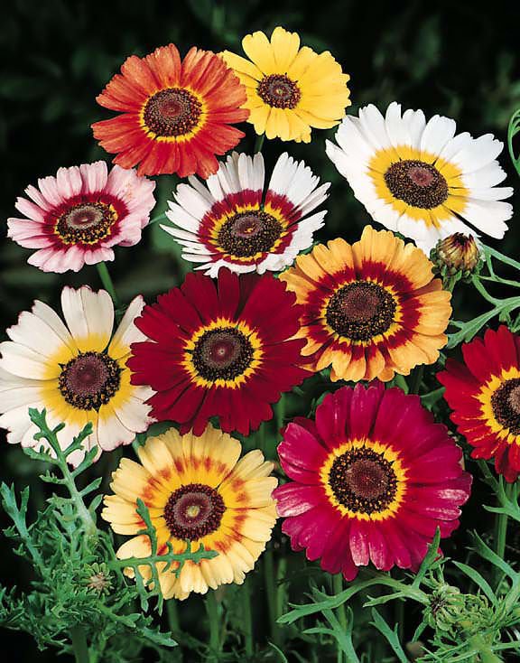 chrysanthemum painted daisy mix color 200 seeds,easy to grow   #ABG13
