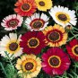 chrysanthemum painted daisy mix color 200 seeds,easy to grow   #ABG13