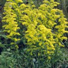 100  flowers seeds showy goldenrood Native Wildflower Butterflie, great for gardening  #ABG13