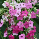 flowers seeds tobacco mix color,1000 seeds   #ABG13