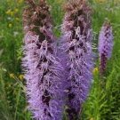 150 flowers seeds marsh blazing star,easy to grow #ABG13
