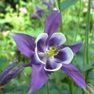 100 flowers seeds dwarf columbine Woodland Wildflower,great for gardening  #ABG13