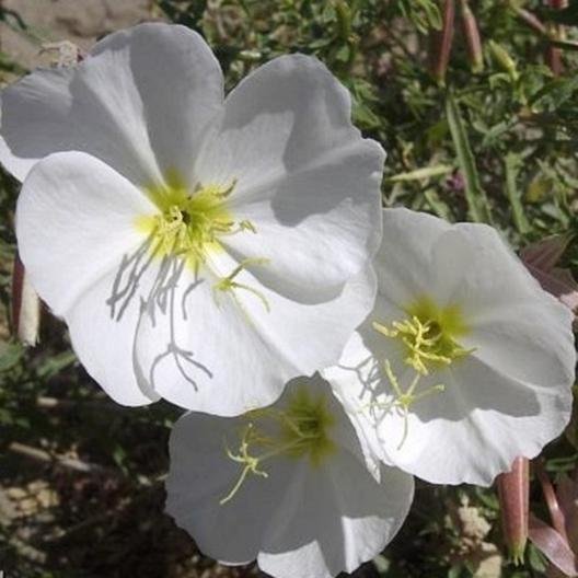 pale evening primrose flowers,300 seeds easy to grow    #ABG13