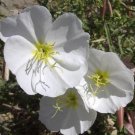 pale evening primrose flowers,300 seeds easy to grow    #ABG13