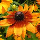 1 oz flowers seeds gloriosa daisy  Native Wildflower Prairie Perennial,easy to grow  #ABG13
