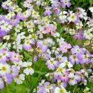 1000 flowers seeds virginia stock lilac white yellow blooms annual,easy to grow  #ABG13