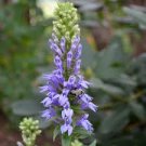 great blue lobelia Native Wildflower Wetlands Prairie Woodland,300 seeds  #ABG13