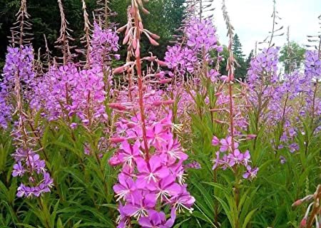 flowers seeds fireweed rosebay willow herb yanagiran,300 seeds  #ABG13