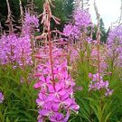 flowers seeds fireweed rosebay willow herb yanagiran,300 seeds  #ABG13
