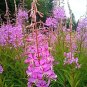 flowers seeds fireweed rosebay willow herb yanagiran,300 seeds  #ABG13