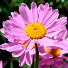 chrysanthemum robinsons rose flowers seeds,200 seeds #ABG13 #ABG13