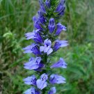 blue lobelia seeds Native Wildflower Wetlands Prairie Woodland,300 seeds #ABG13