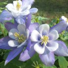 100 rocky mountain columbine seeds,easy to grow  #ABG13