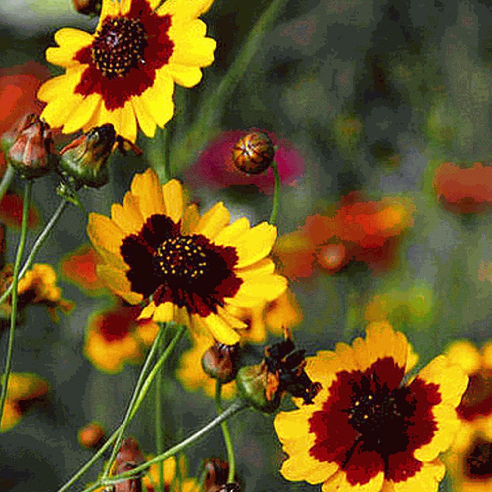 2000 dwarf plains coreopsis flower seeds,easy to grow  #ABG13