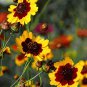 2000 dwarf plains coreopsis flower seeds,easy to grow  #ABG13