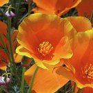 1000 flowers seeds orange california poppy,eay to grow #ABG13