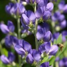 blue wild indigo fowers seeds,50 seeds wildflowers #ABG13