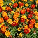 flowers seeds sparky mix dwarf french marigold,500 seeds #ABG13
