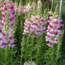 200 flowers seeds tall snapdragon northern light mix collor    #ABG13