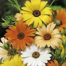 200 flowers seeds african daaisy mix color  Tolerant Annual    #ABG13