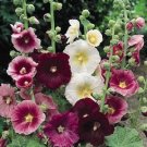 50 hollyhock mix flowers seeds,great for gardening  #ABG13