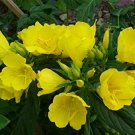 200 flowers seeds missouri evening primrose,easy to grow #ABG13