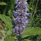 flowers seeds giant anise hyssop native widfower,100 seeds  #ABG13