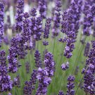 500 seeds old fashioned vera lavender,great for gardening #ABG13