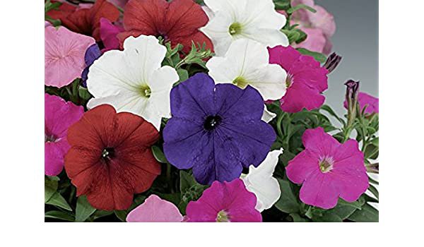 flowers seeds petunia mix color,2000 seeds  #ABG13