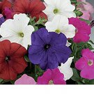 flowers seeds petunia mix color,2000 seeds  #ABG13