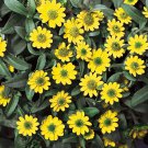 creeping zinna flowerws annual  Groundcover Hanging Basket Container,200 seeds  #ABG13