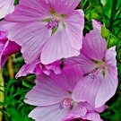 pink musk mallow pink flowers,100 seeds great for gardening  #ABG12