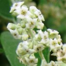 bush snow white buddleia fragrant flowers,200 seeds  #ABG12