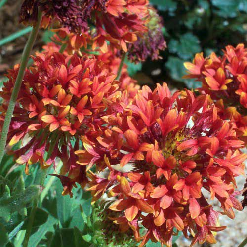 flowers seeds gaillarddia full double mixed large flowers,100 seeds  #ABG12